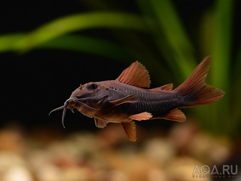 Corydoras black 6