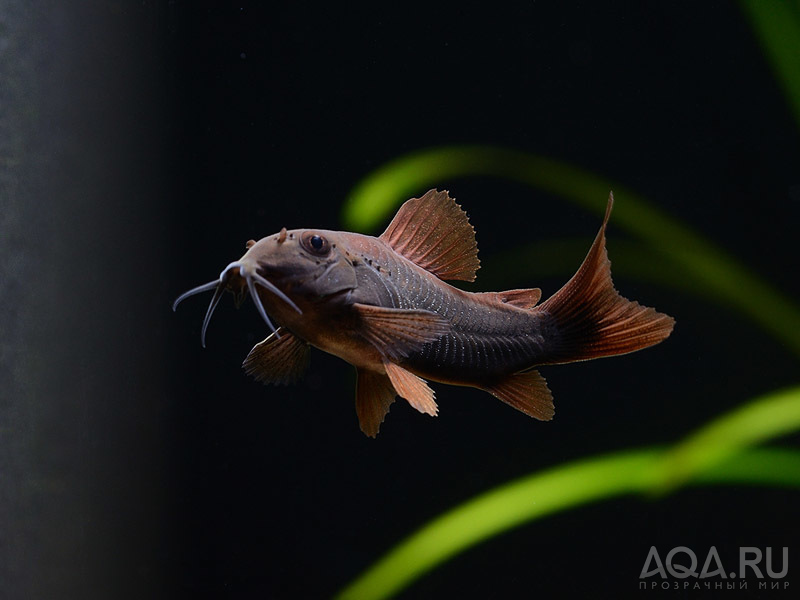 Corydoras black 7