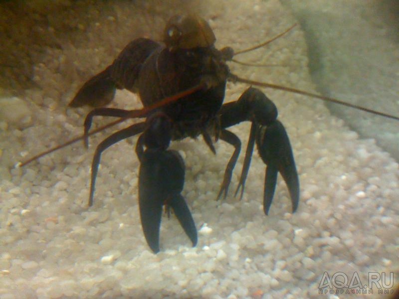 Cherax preisii (koonac)