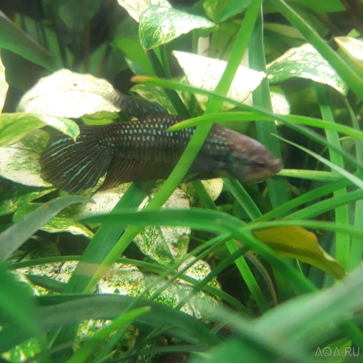 Betta mahachaiensis