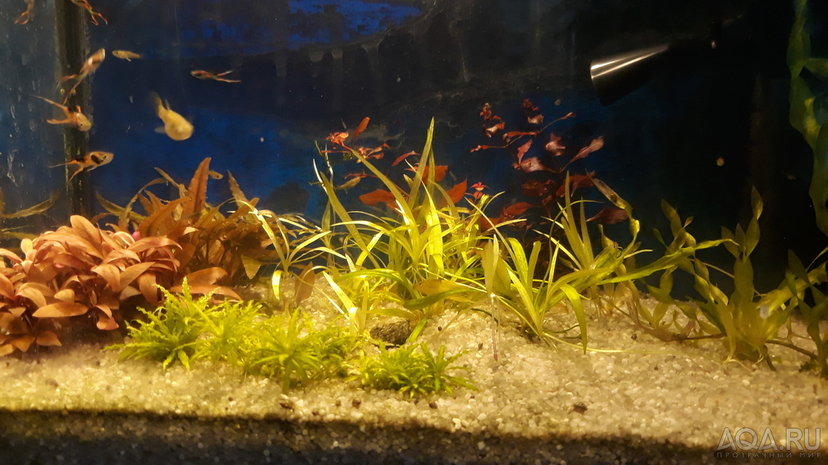 Мой маленький аквариум
