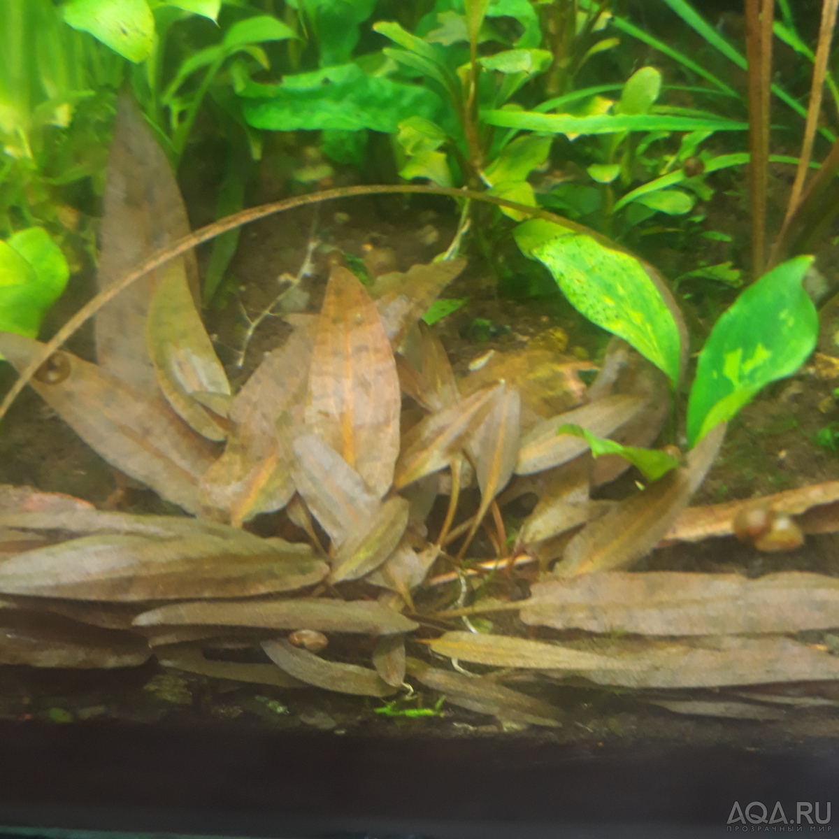 Cryptocoryne wendtii "Pink Panther” .