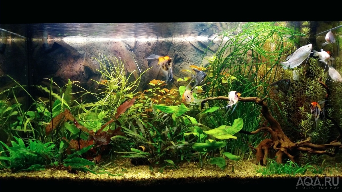Мои аквариумы. Восстановление после переезда