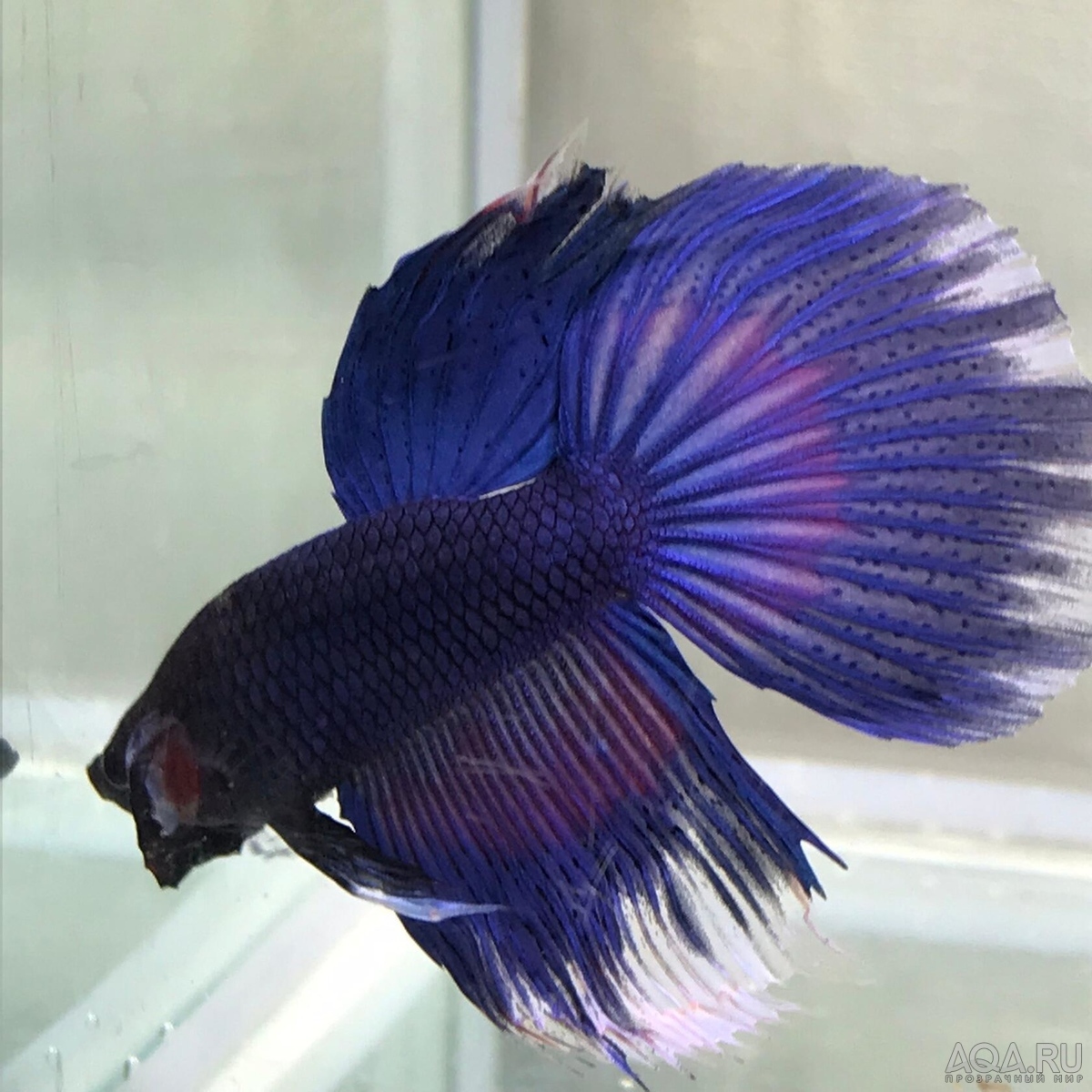 Фотографии наших Betta splendens