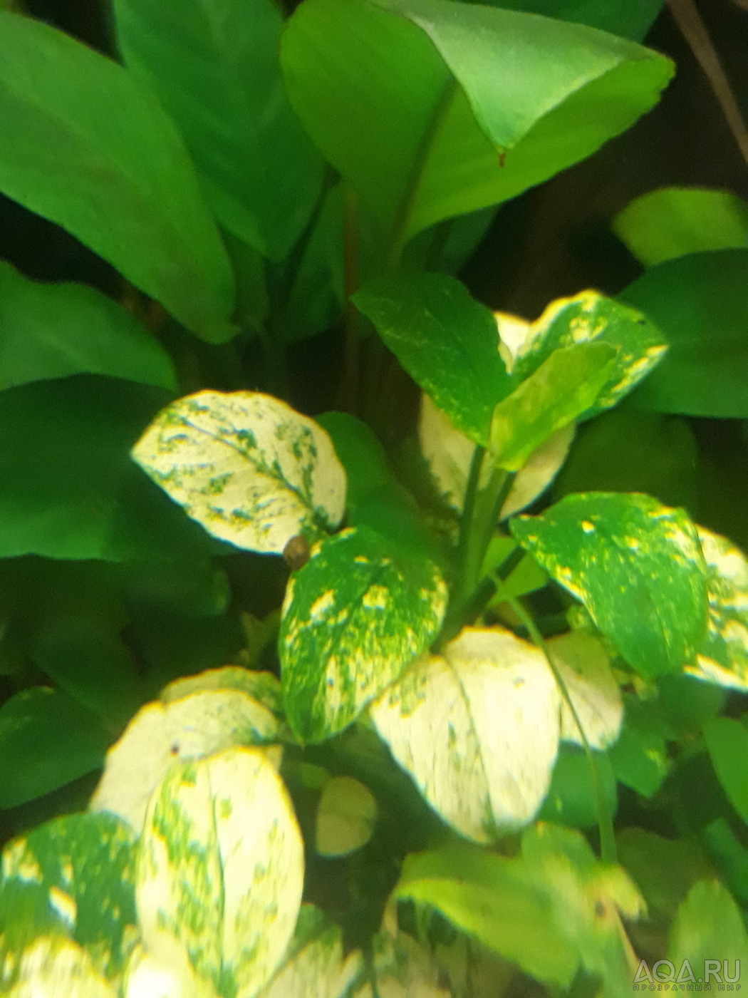 Anubias barteri var. nana ’Pinto’