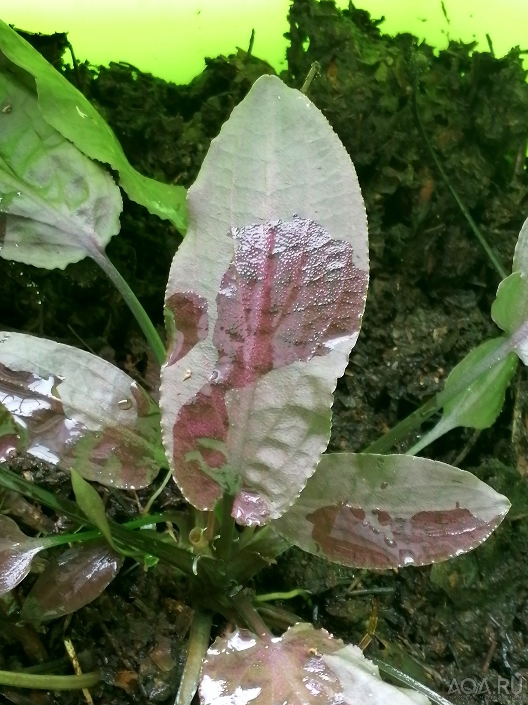 Cryptocoryne Thwaitesi 1997