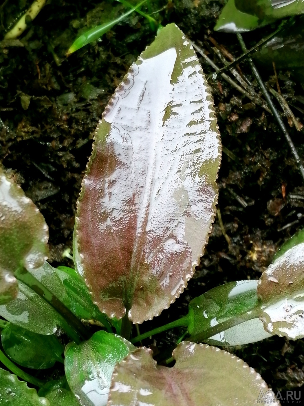 Cryptocoryne Thwaitesi 1997