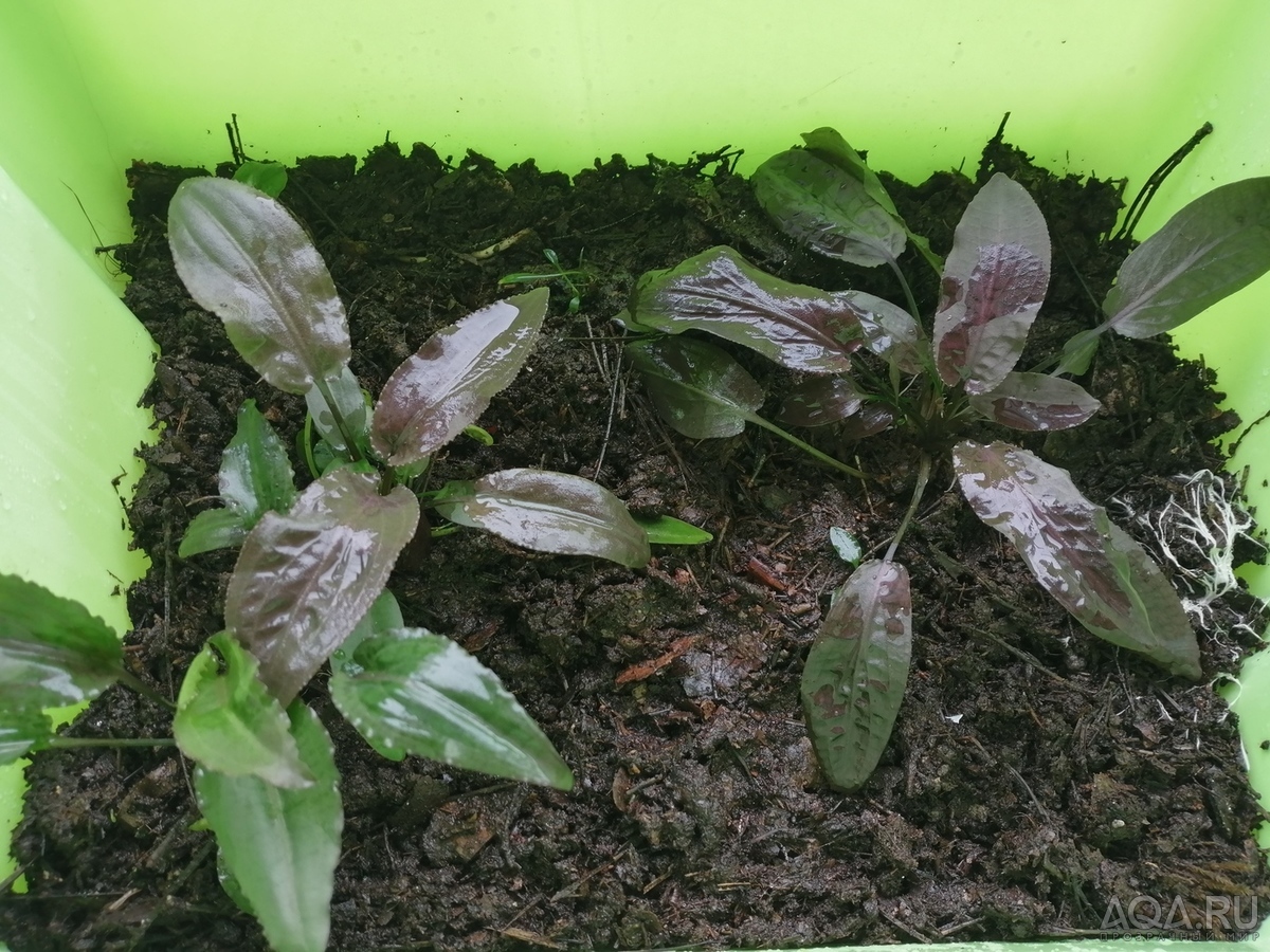 Cryptocoryne Thwaitesi 1997