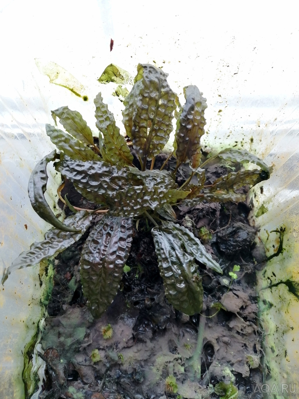 Cryptocoryne Keei (Криптокорина Ки)