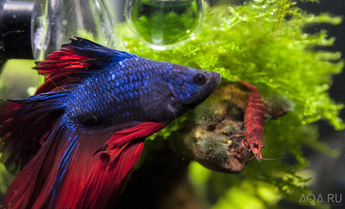 Фотографии наших Betta splendens