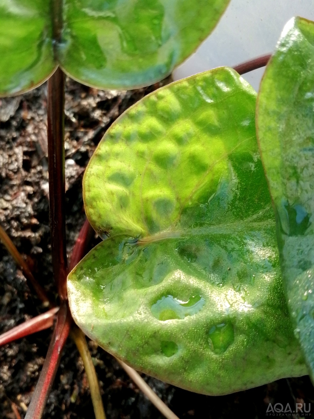 Cryptocoryne villosa (криптокорина виллоза)