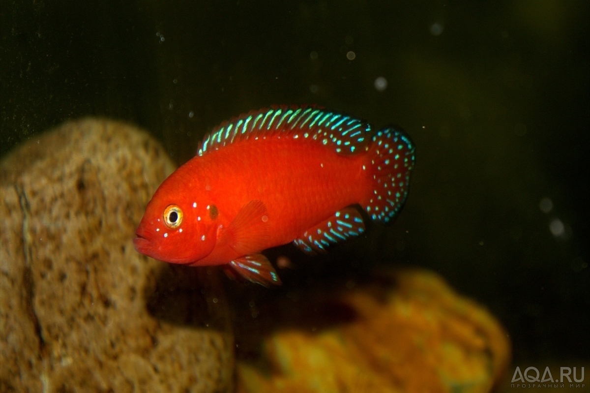 Hemichromis exsul