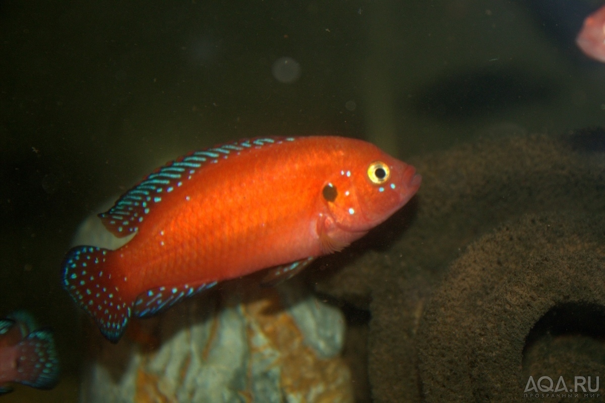 Hemichromis exsul