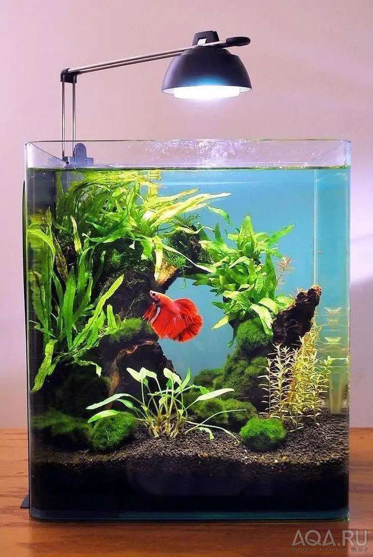 Моя планета BETTA