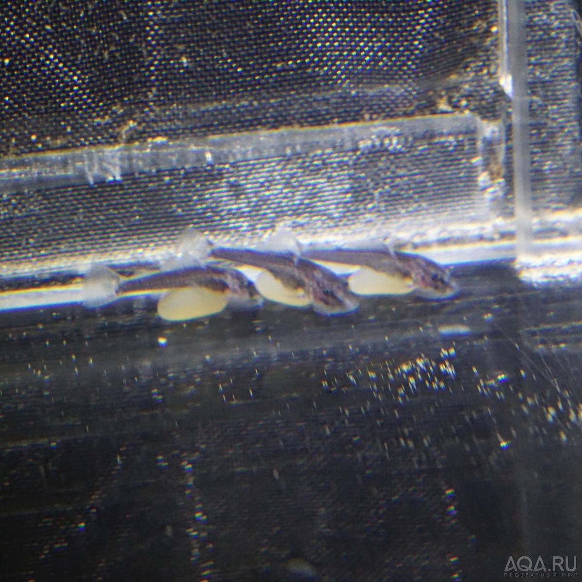 L-034 Ancistrus ranunculus (Medusa Pleco, Monster-Antennenwels, Лягушкоголовый сом)