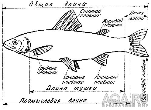 Сапфировый мини попугай или попугайчик, который смог