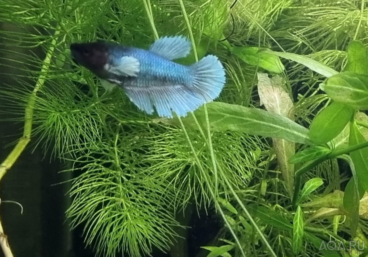 Фотографии наших Betta splendens