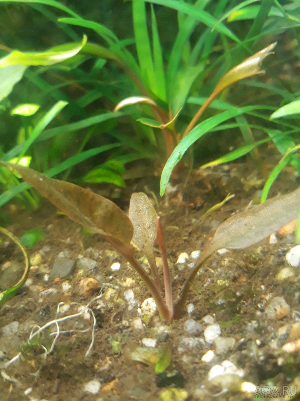 Cryptocoryne Pontederiifolia "Red Lips" Aceh