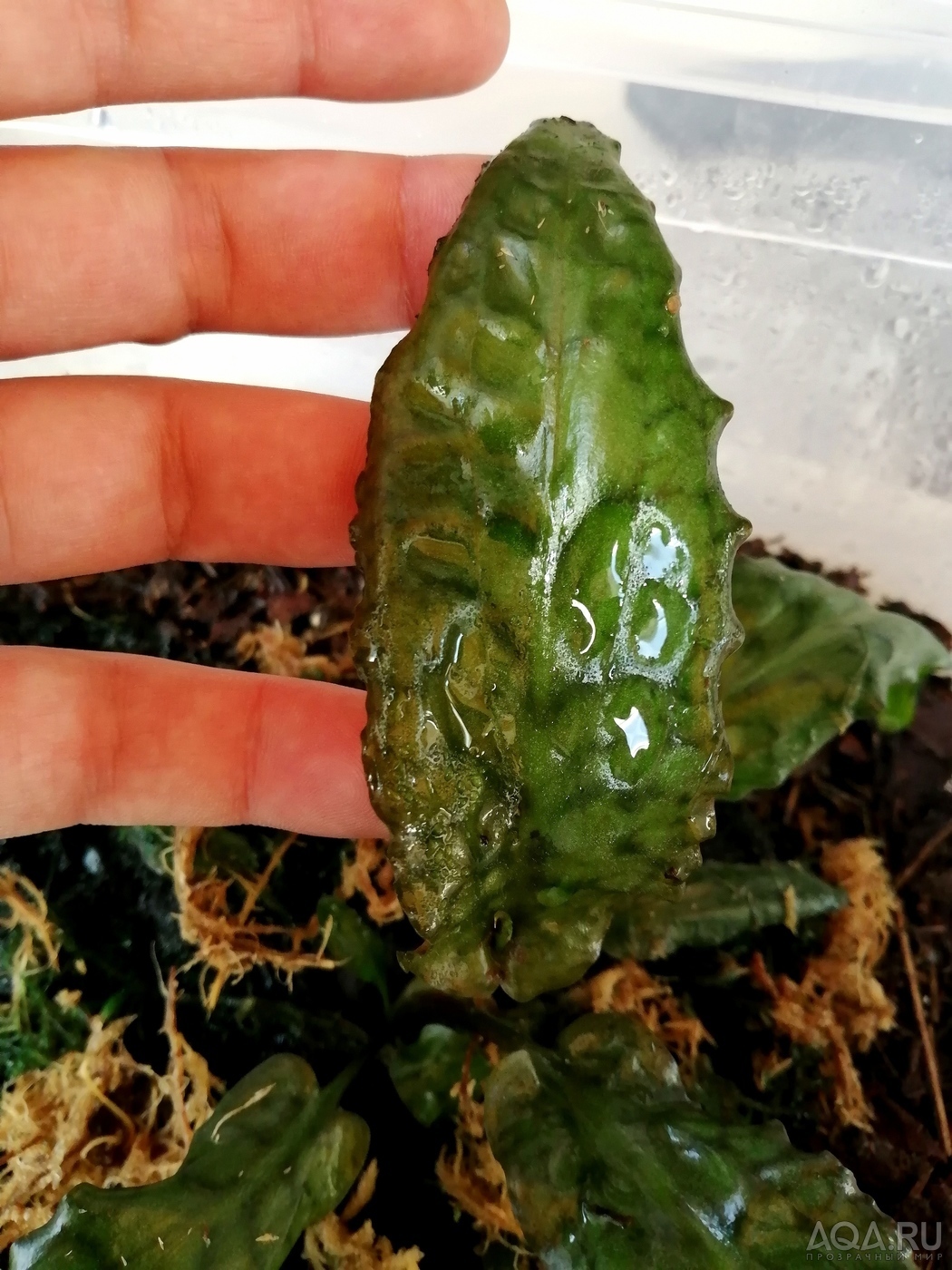 Cryptocoryne auriculata (Криптокорина аурикулата)