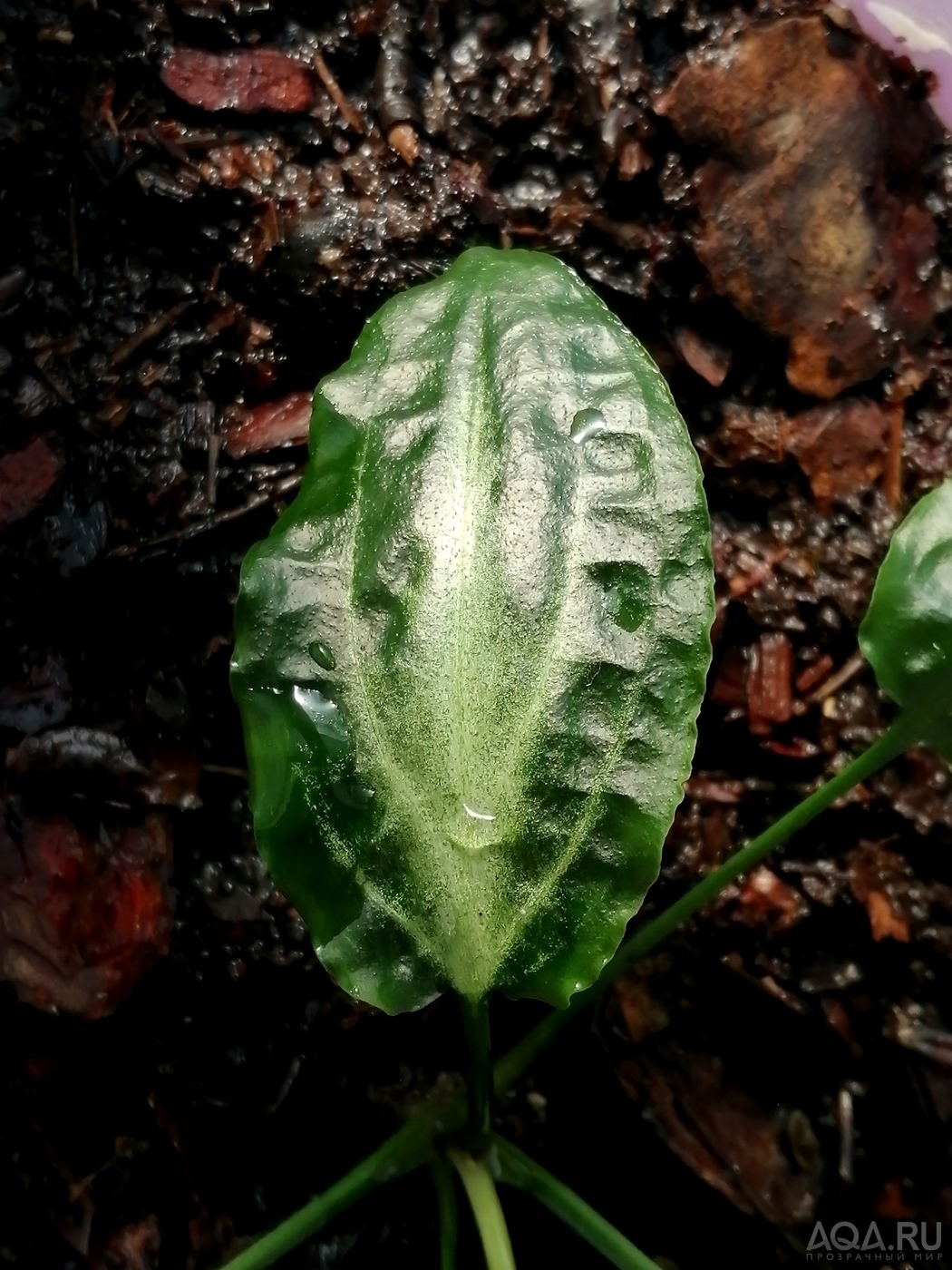 Cryptocoryne nurii