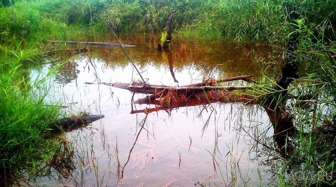 Рай для петушка Максвелла и его Леди