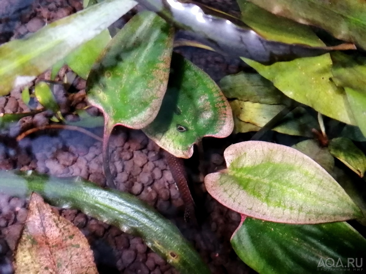 Cryptocoryne Pontederiifolia "Red Lips" Aceh