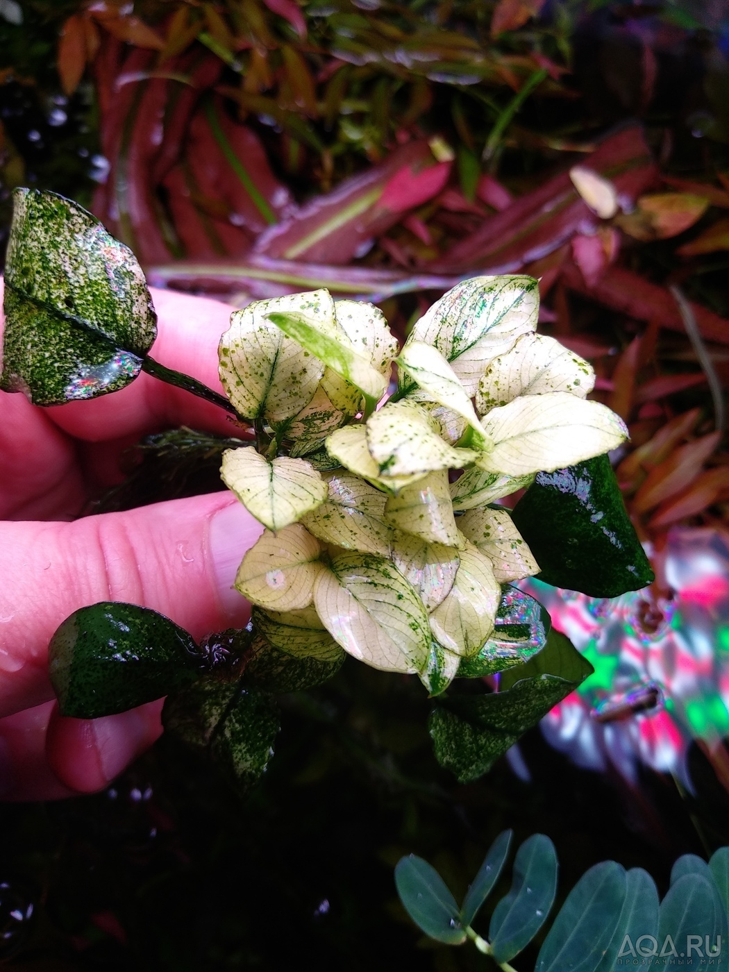 Anubias barteri var. nana ’Pinto’ и Anubias 'white'