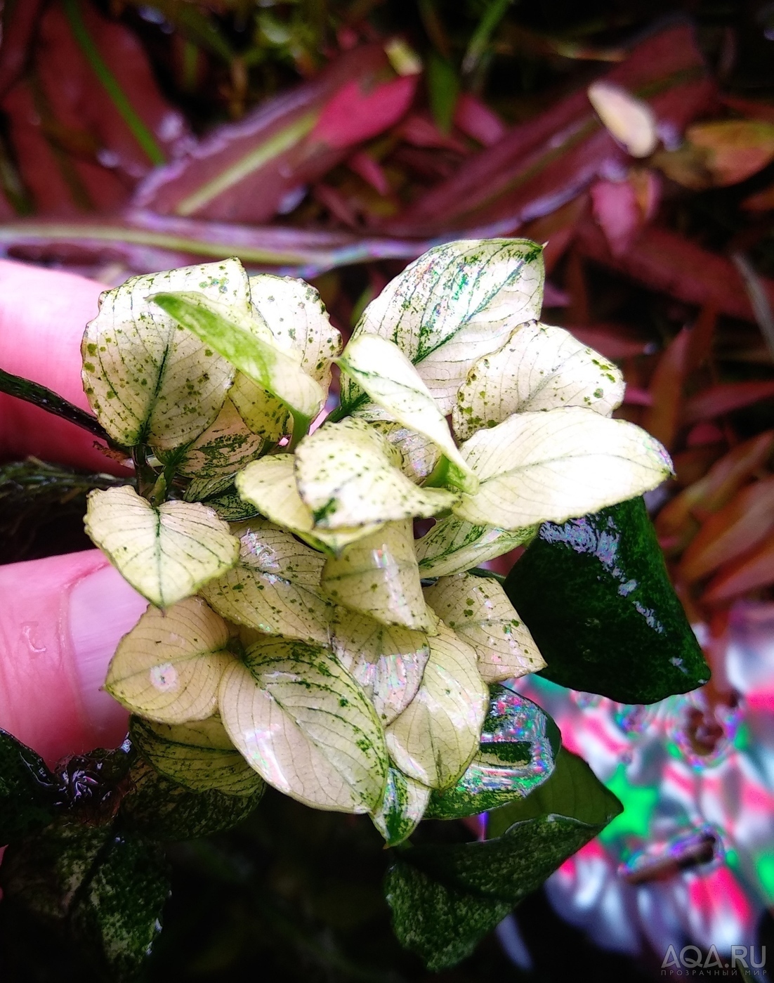 Anubias barteri var. nana ’Pinto’ и Anubias 'white'