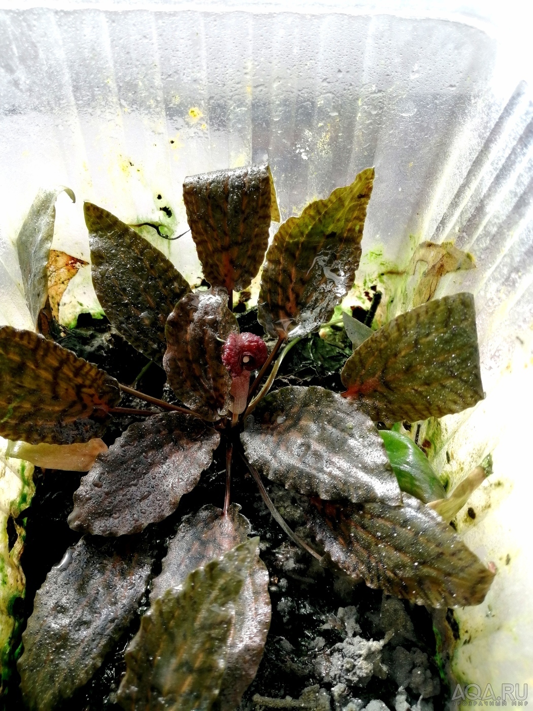 Cryptocoryne nurii