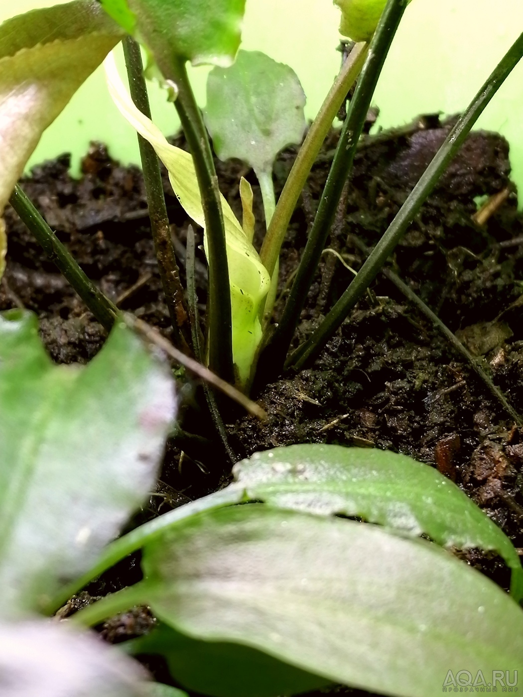 Cryptocoryne Alba