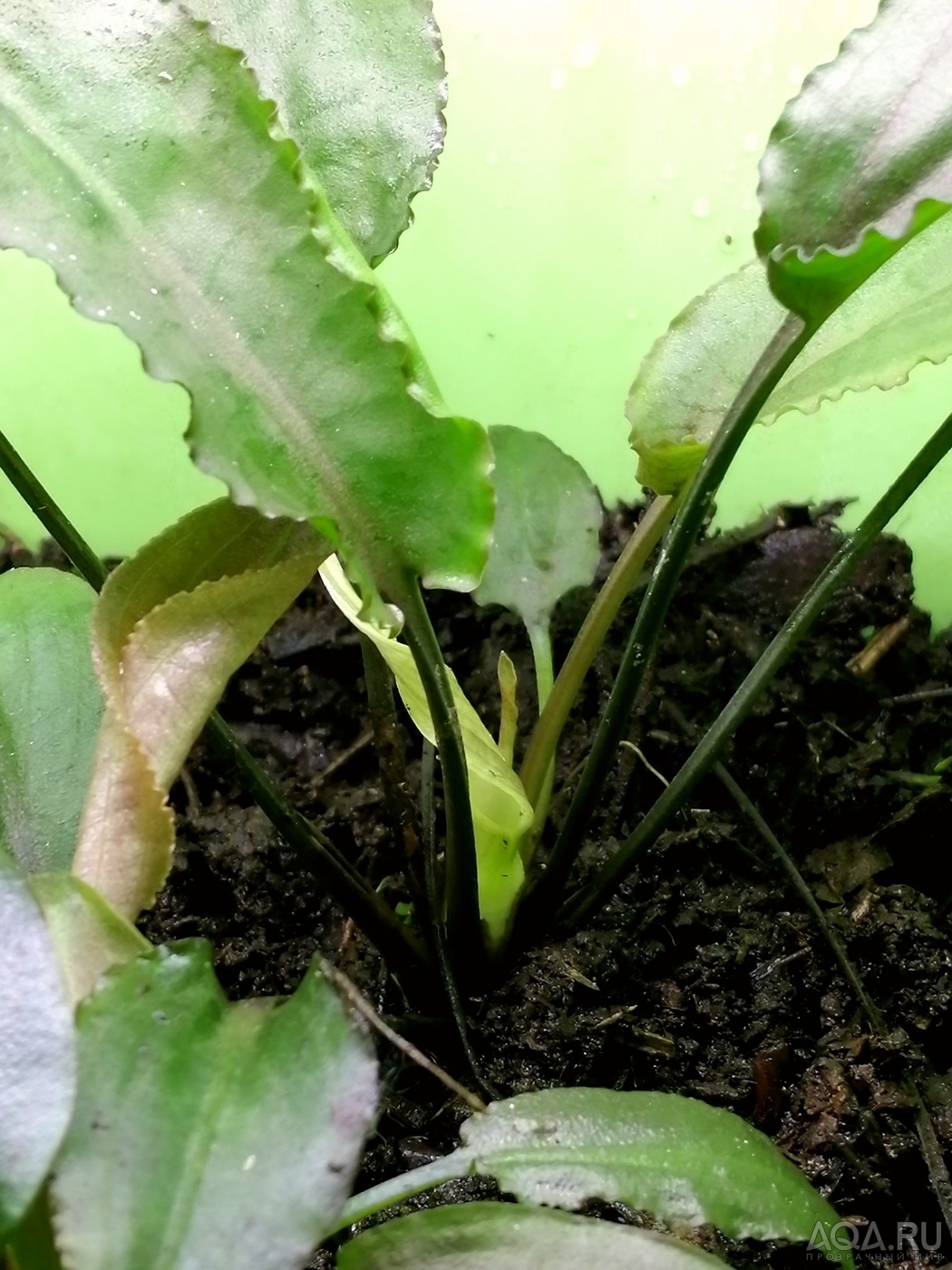 Cryptocoryne Alba