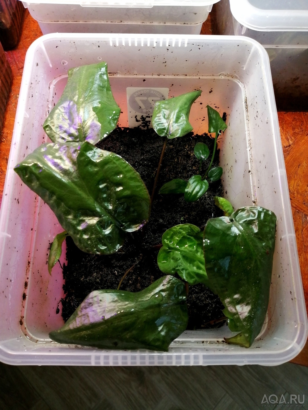 Cryptocoryne villosa (криптокорина виллоза)