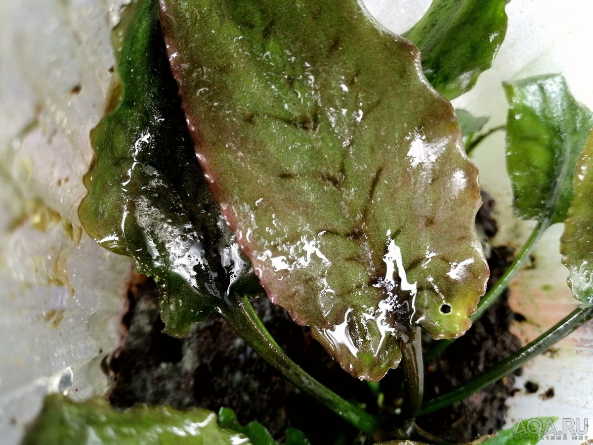 Cryptocoryne regina (sp. Silver Queen) - под водой