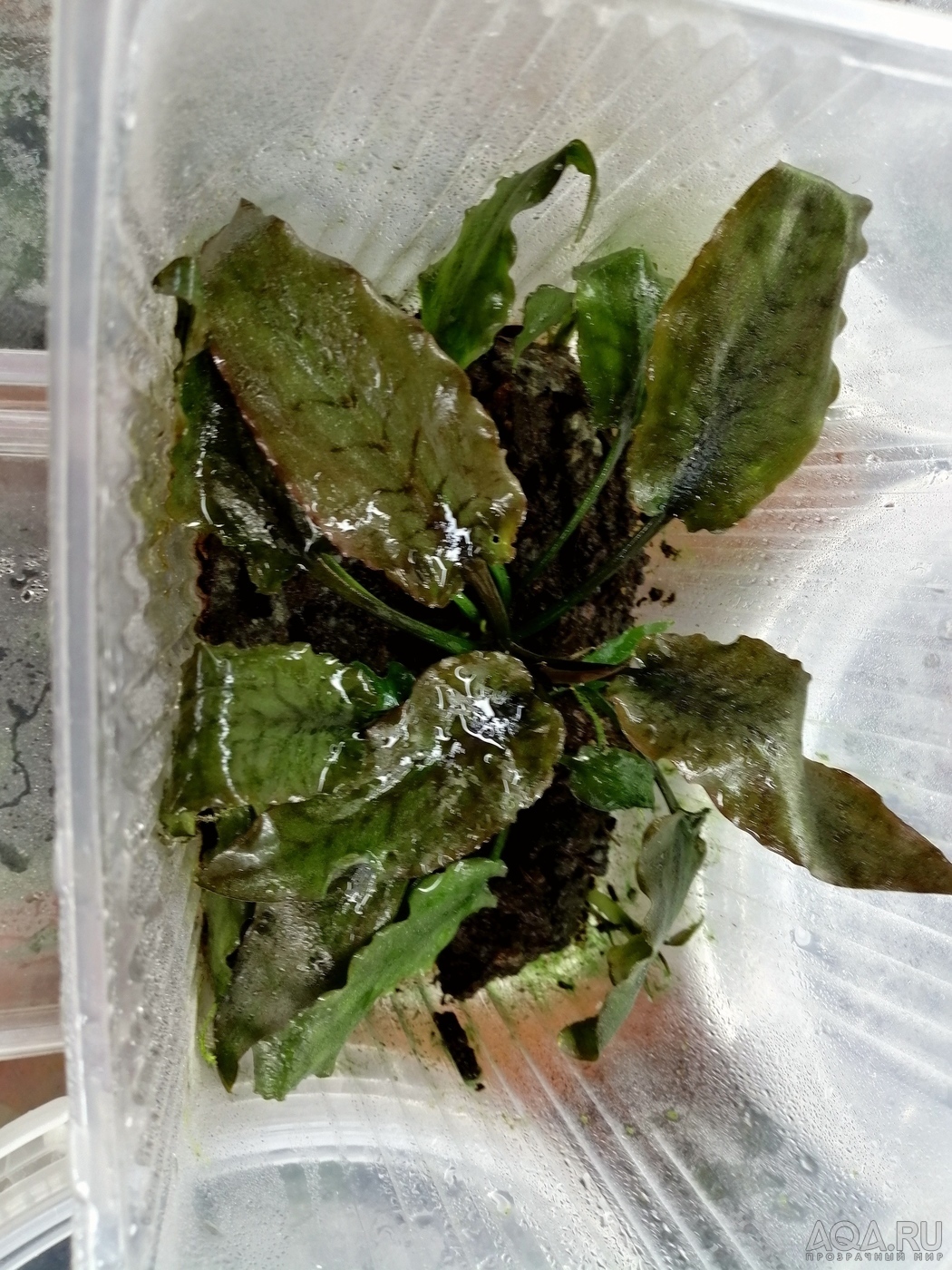 Cryptocoryne regina (sp. Silver Queen) - под водой