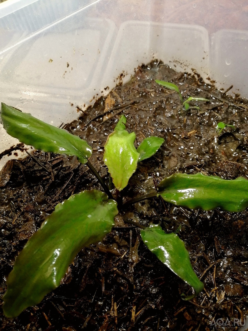 Cryptocoryne Isae