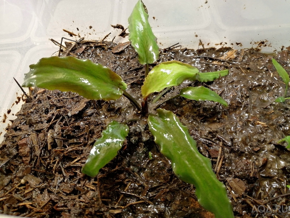 Cryptocoryne Isae