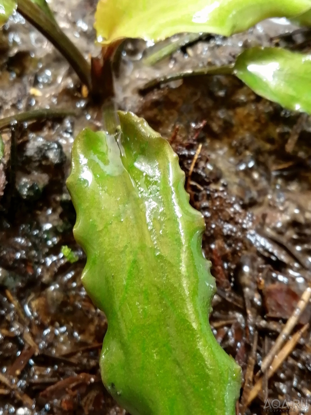 Cryptocoryne Isae