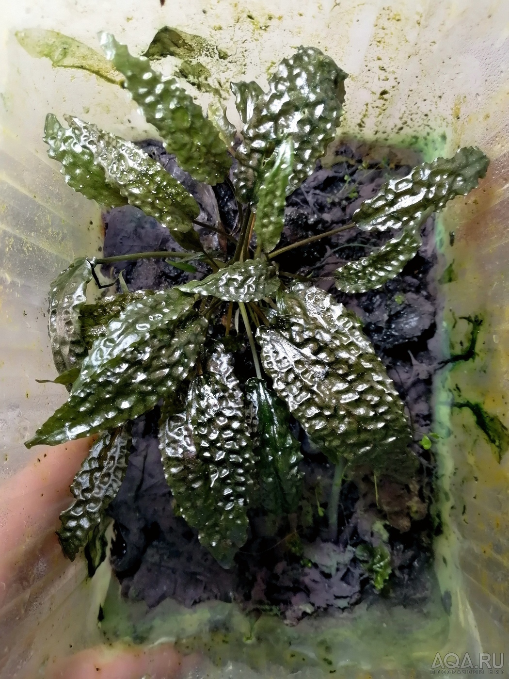 Cryptocoryne Keei (Криптокорина Ки)