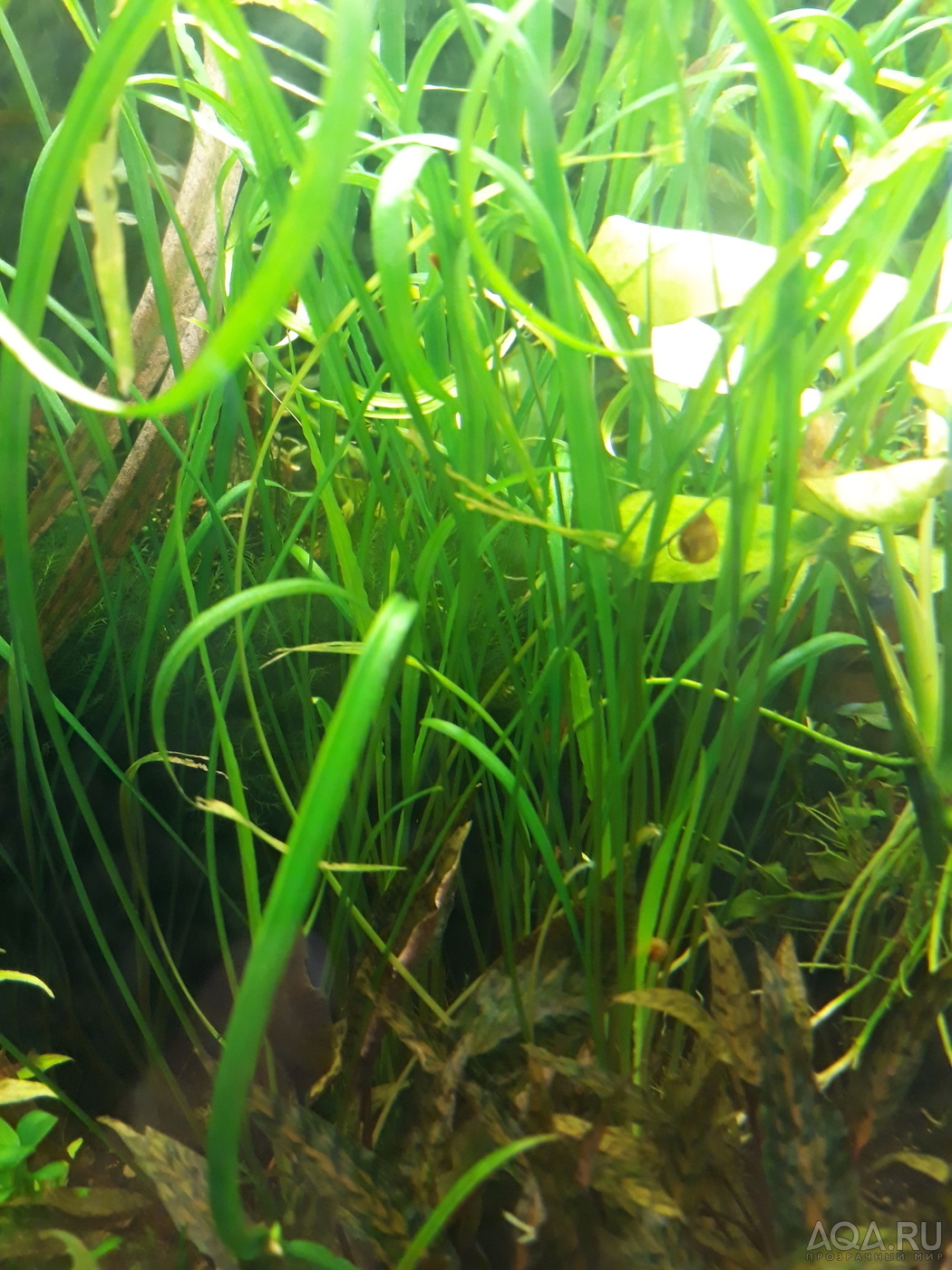 Cryptocoryne Schola forest