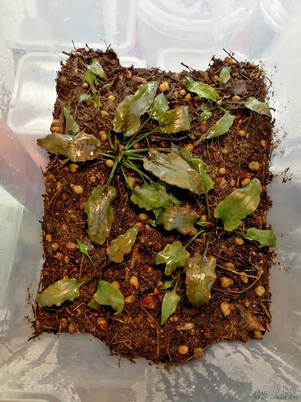 Cryptocoryne regina (sp. Silver Queen) - под водой