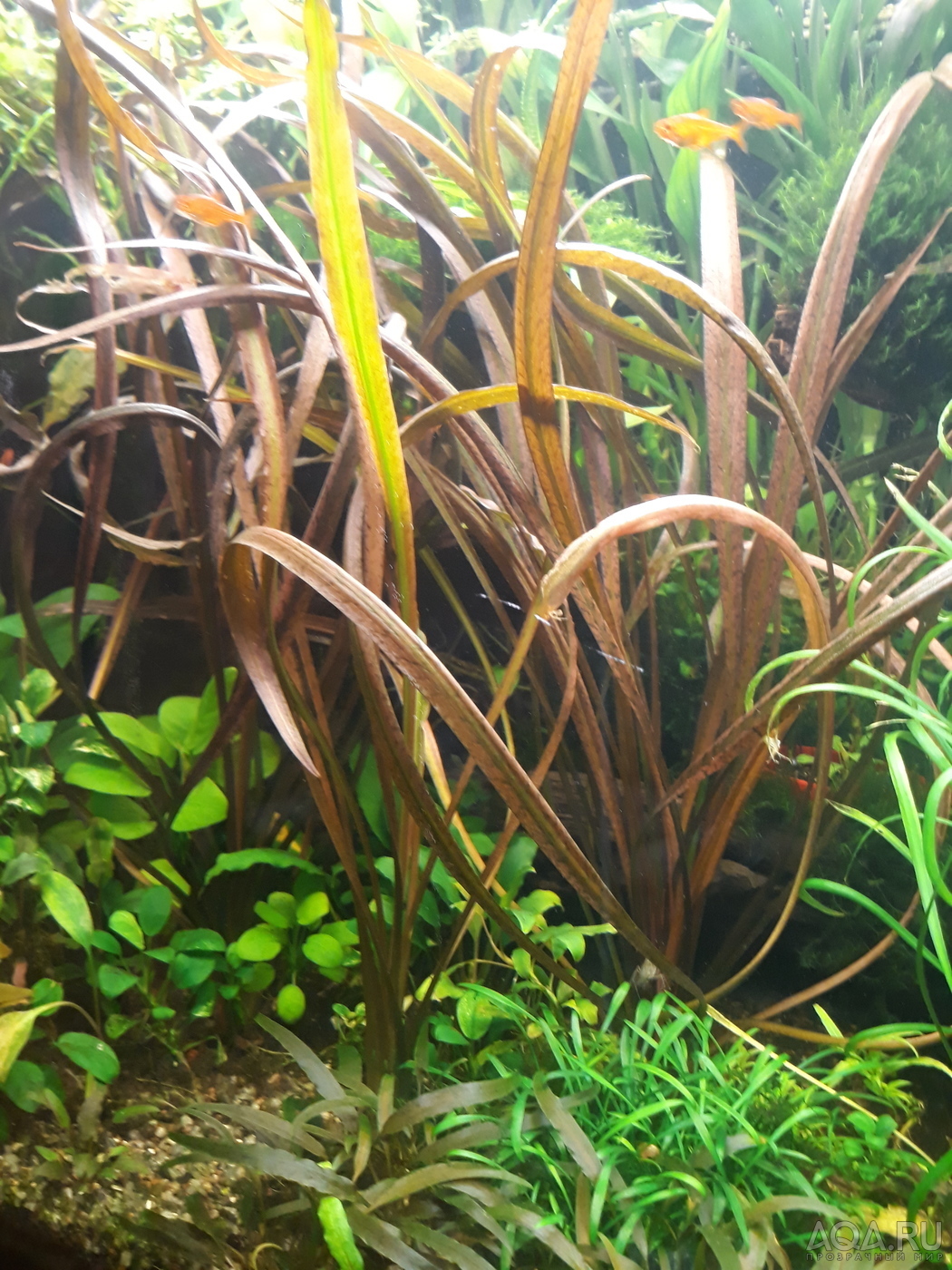 Cryptocoryne sp. 'Maharashtra Red'  и Cryptocoryne Spiralis “Tiger”.