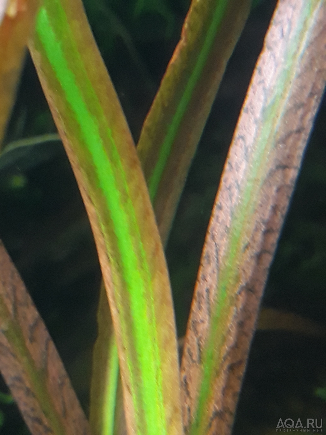 Cryptocoryne spiralis Red