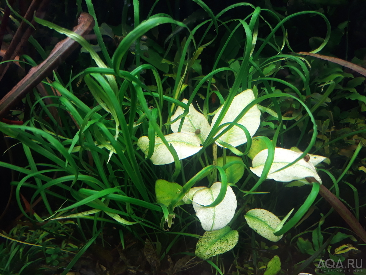 Anubias barteri var. caladiifolia "Panda.