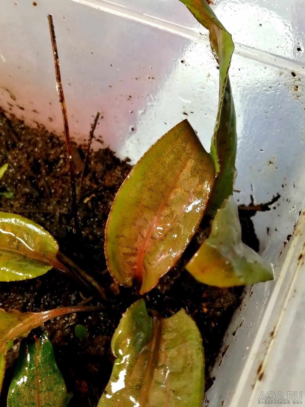 Cryptocoryne Alba