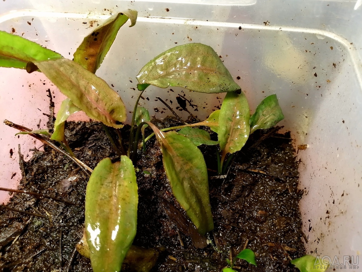 Cryptocoryne Alba