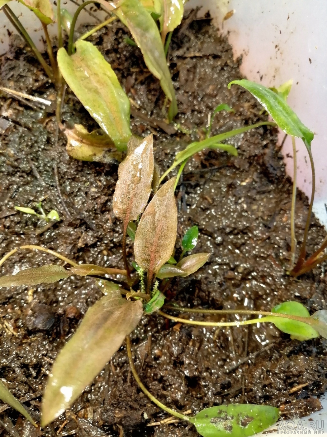 Cryptocoryne Alba