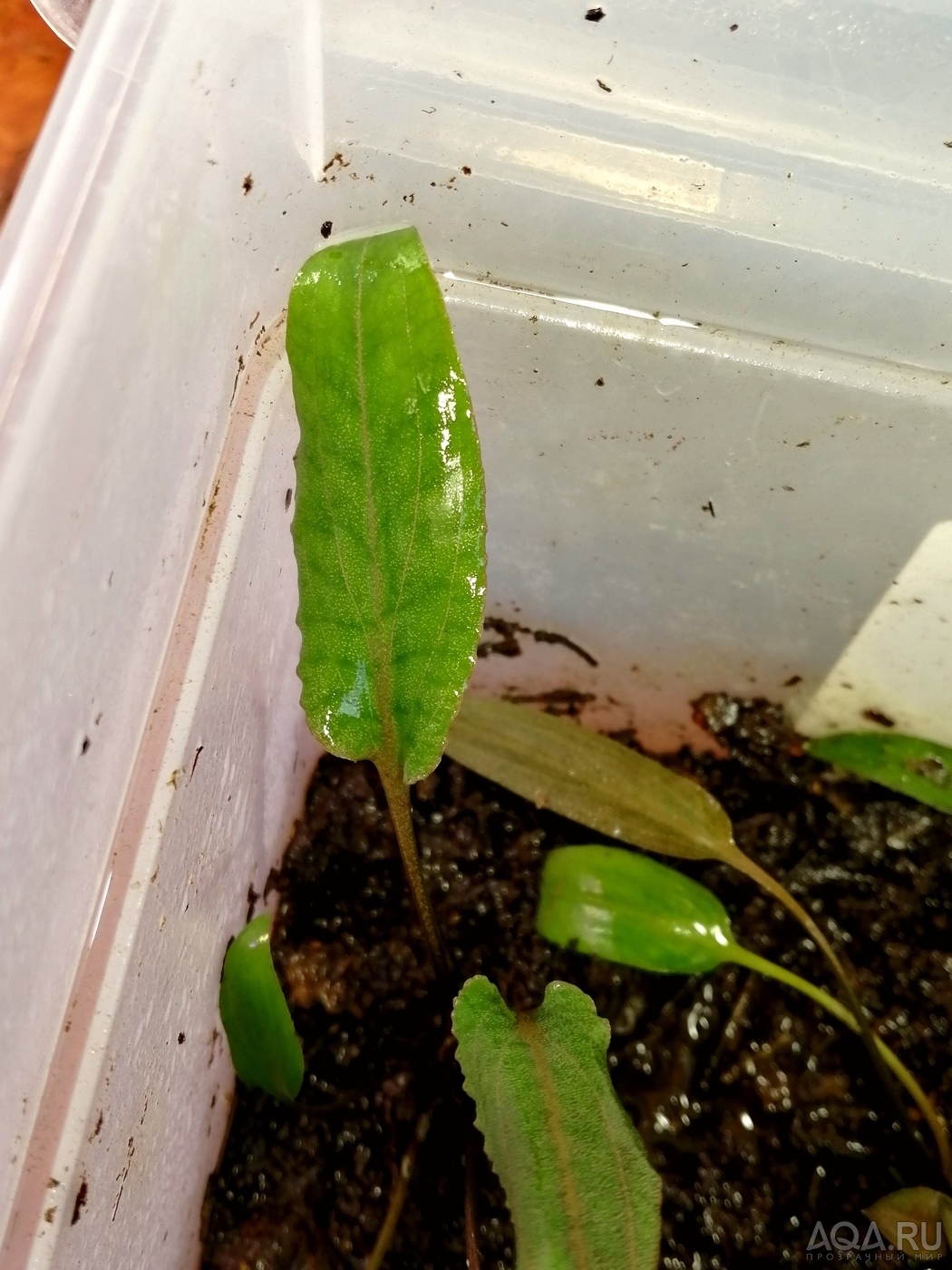 Cryptocoryne Alba