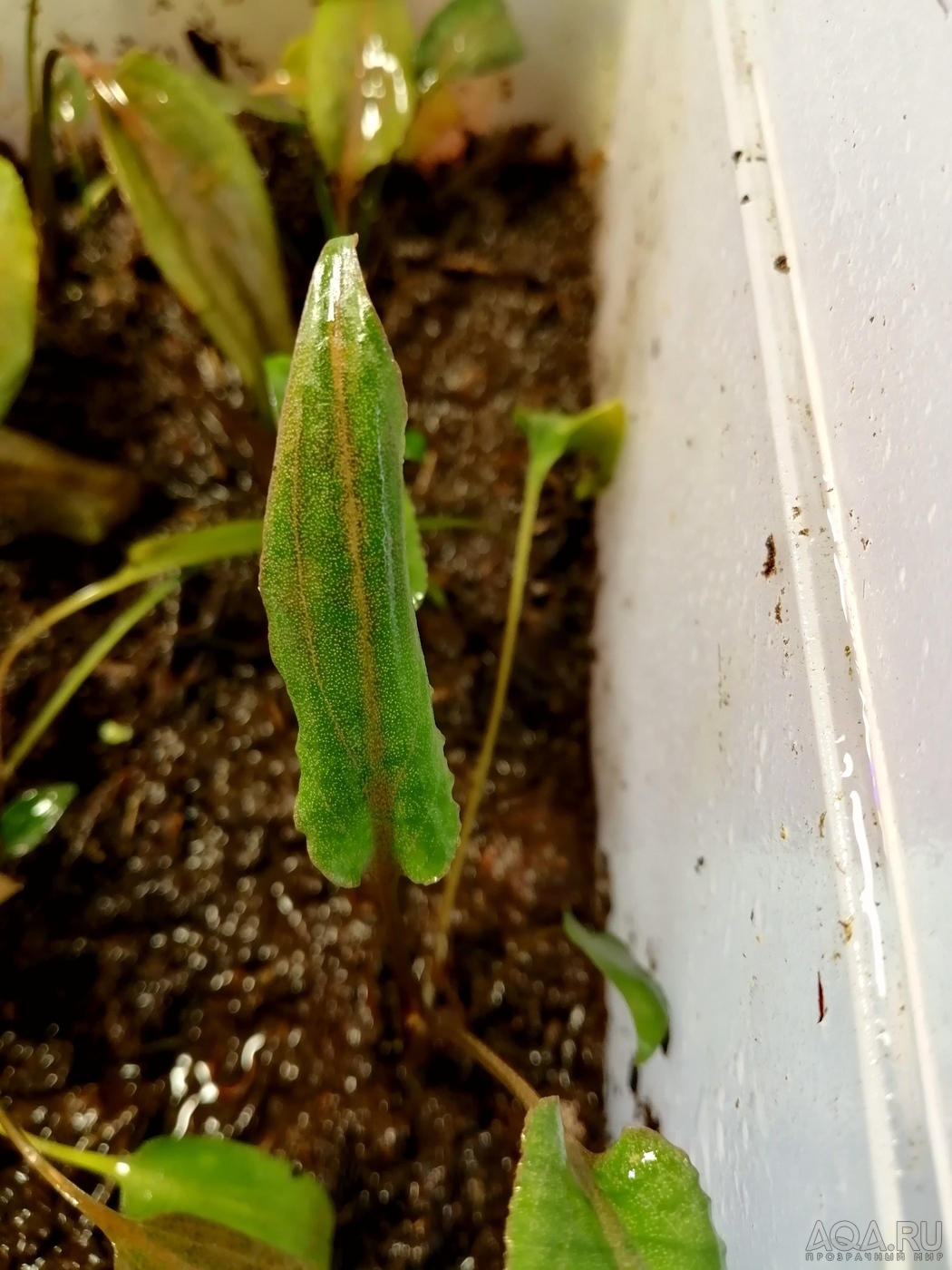 Cryptocoryne Alba