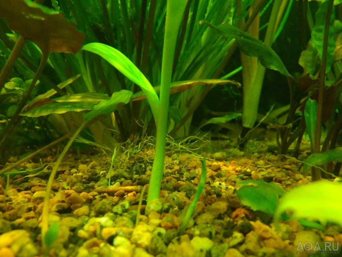 Cryptocoryne lingua (Криптокорина лингва)