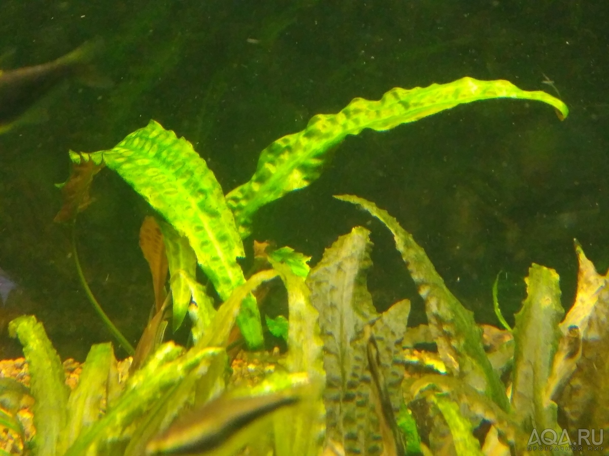 Криптокорина апоногетонолистная (Cryptocoryne aponogetifolia)